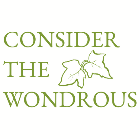 Consider the Wondrous Launch Evening