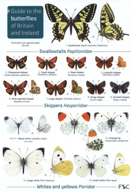 BUTTERFLIES 2ND EDITION-9781908819451