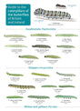 CATERPILLARS 2ND EDITION-9781908819468